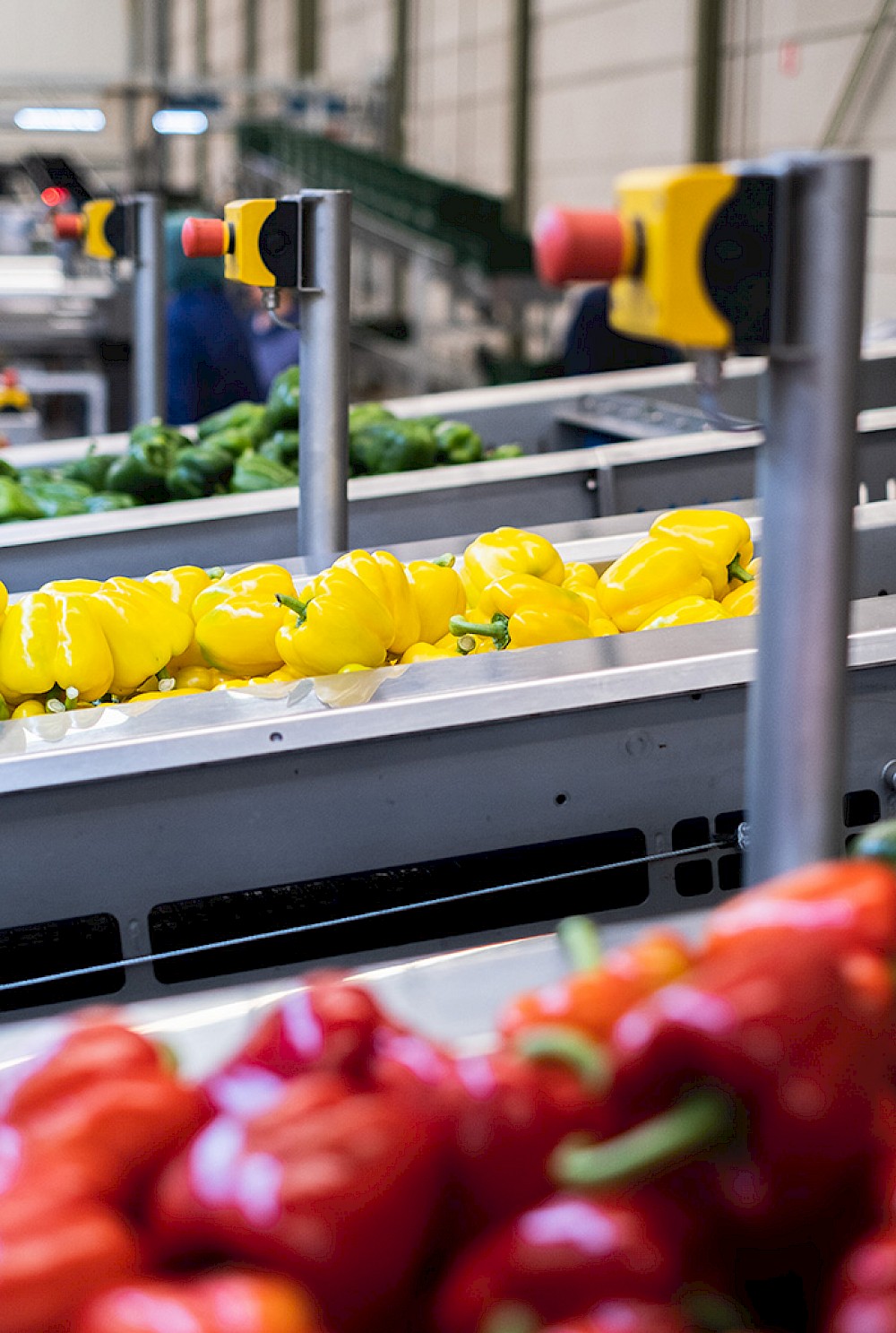 Yellow bell peppers on a conveyor belt in a sorting facility, with red peppers in the foreground.